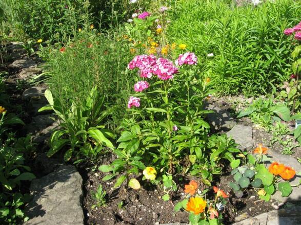 Ausblick zum Bauerngarten