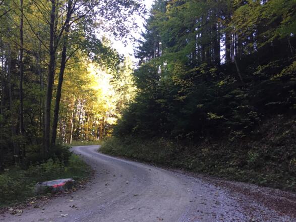 Forstweg Tregleralm