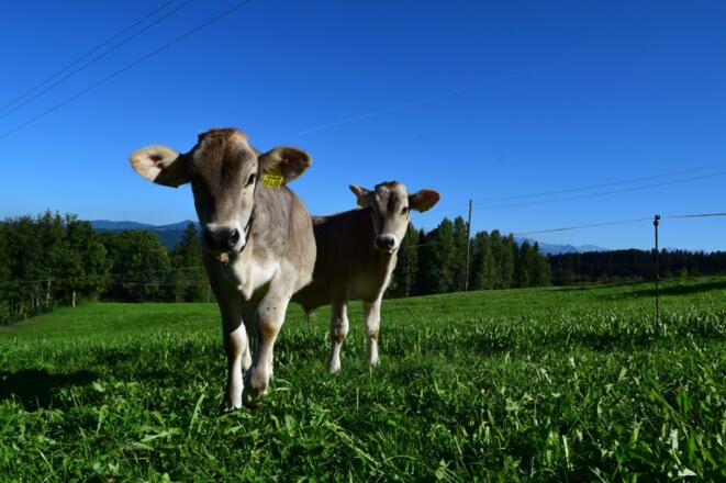 Unsere Kälber im frischen Gras