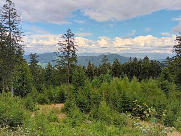 Blick zum Bayerwald-Hauptkamm vom Hadriwa-Höhenweg
