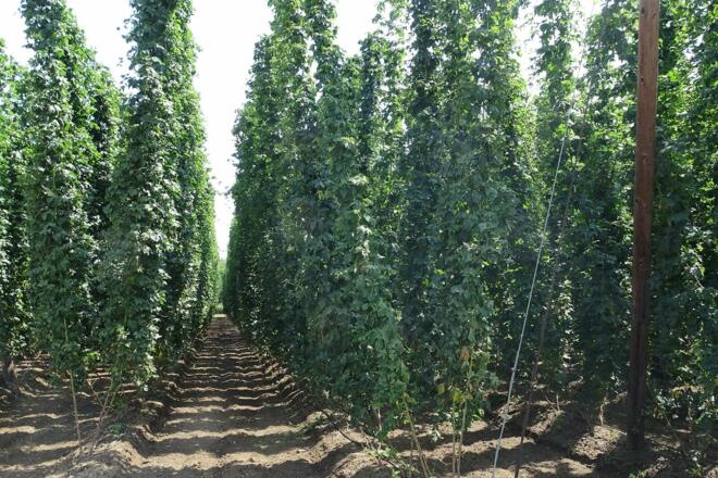 Wege zum flüssigen Gold