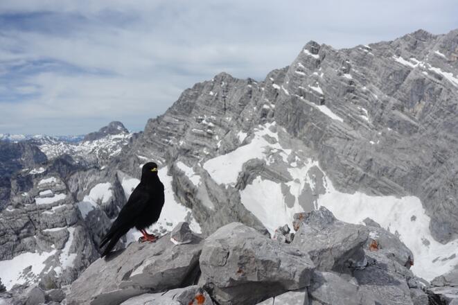 Gipfeldohle vor frühsommerlich verschneiter Watzmann-Ostwand