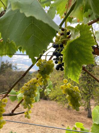 Weinberg an der Extratour Strahlungen