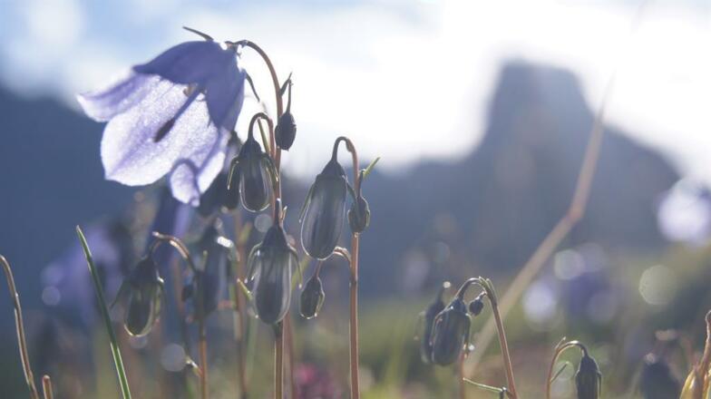 Almhütte Glockenblume