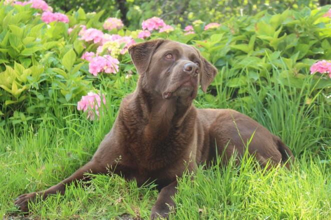 Unser Haustier Ricco