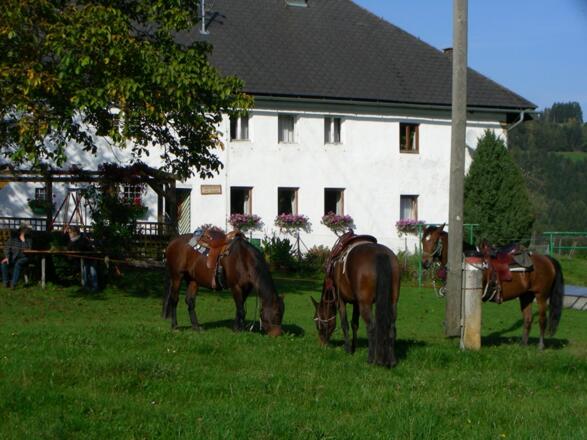 Pferdehof Auer