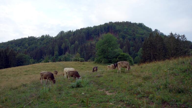 obere Weide ~700m mit Hieselberg 849m