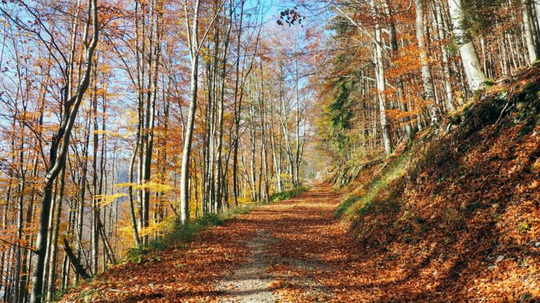 Im Herbst sind auch Forstwege (~630 m) schön!