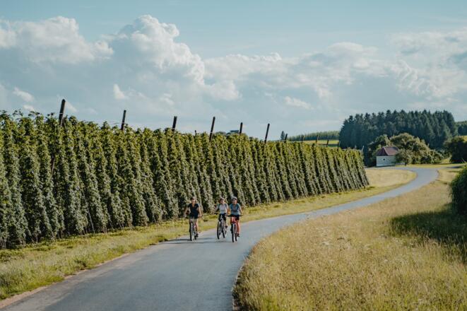 Hopfenfelder im Mühlviertler Granitland