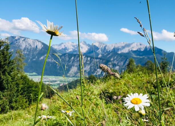 Blumenwiese auf dem Schwarzenberg, 3 km von der Fewo zwischen Berg und Bach entfernt