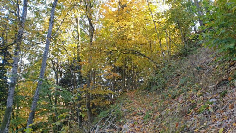 Am Weg Nr. 467 hoch zur Hohen Dirn