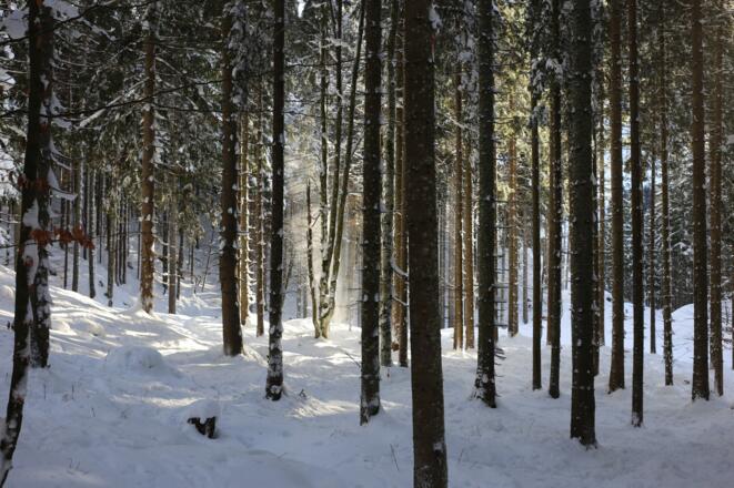 Zum Teil beim Wald