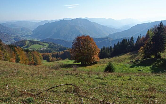 Abfahrtsgelände des ehemaligen Schigebiets Hohe Dirn