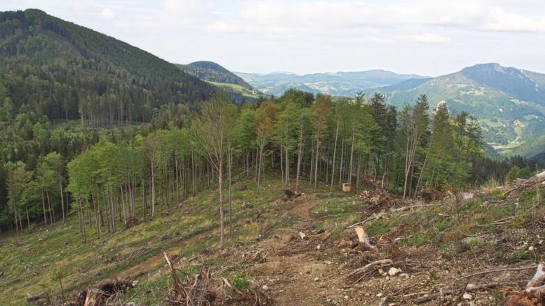 Rückblick auf den Steig von der Forststraßenkreuzung hoch