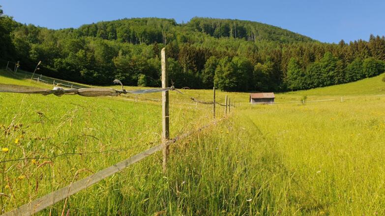 Am Weg hoch zur Herndleckstraße