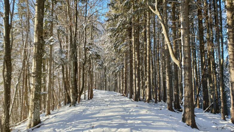 Wegverlauf entlang der Rehböden