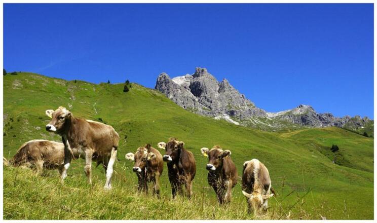 Im Hintergrund der Widderstein