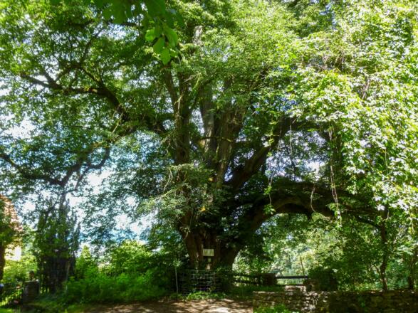 Uralte Linde beim Eingang zur Burgruine Schaunberg. Z05