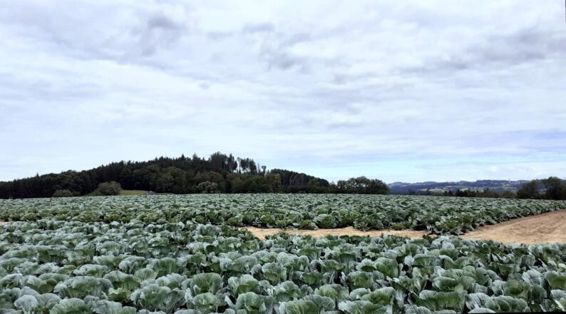 Rückblick zum Kirnberg 435m