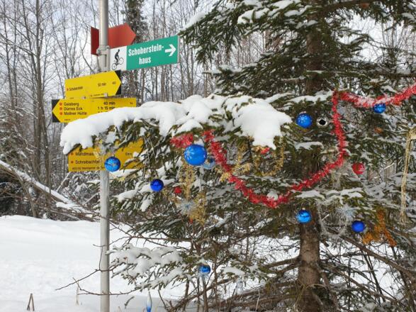 Weihnachtsbaum im Dezember beim Mandelmais