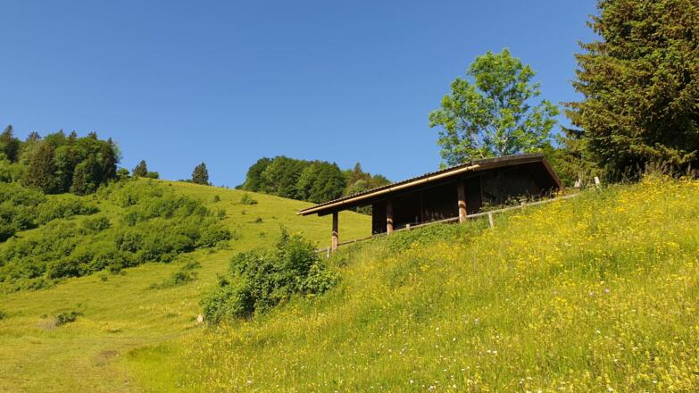 Der steile Hang des ehem. Herndlecklifts