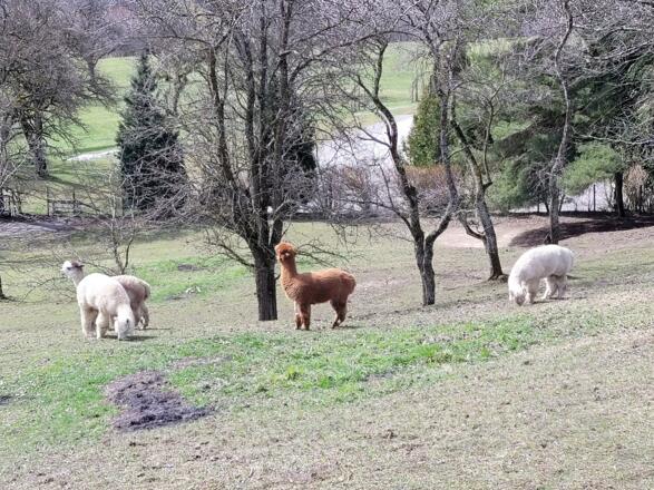 Alpaka beim Eigruberhof