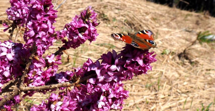 Seidelbast am Kamm ~850m
