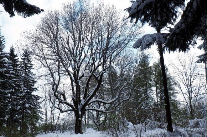Gipfelbuchen Oberhammet 886m