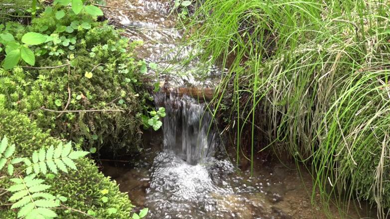 Natternbach Ursprung