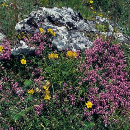 Blühende Kräuter auf einem Felskopf aus Kalkgestein