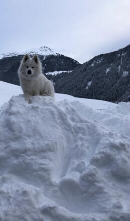 Samy im Schnee