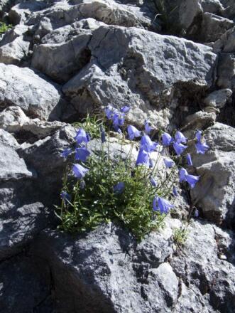 Glockenblume in den Felsenhängen des Kofels