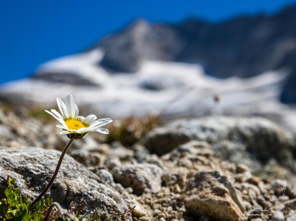 Dann wieder ein schöner Anblick, wenn du stundenlang nur Eis und Fels gesehen hast.