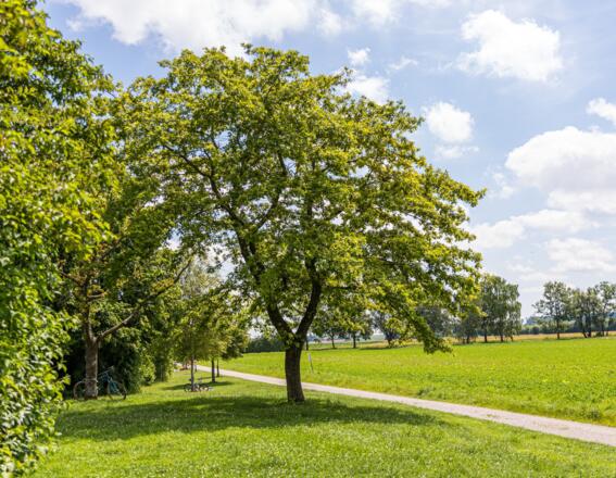 Liegewiese am Eichenauer See