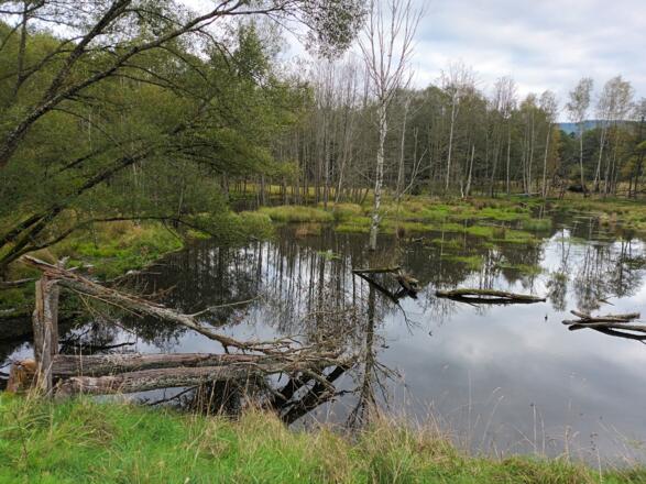 Biber-Stau der Ülava (Neuernstausee-Zufluss)