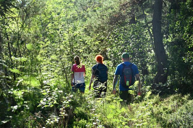 Wandern auf befestigten Wegen im Naturschutzgebiet Haspelmoor