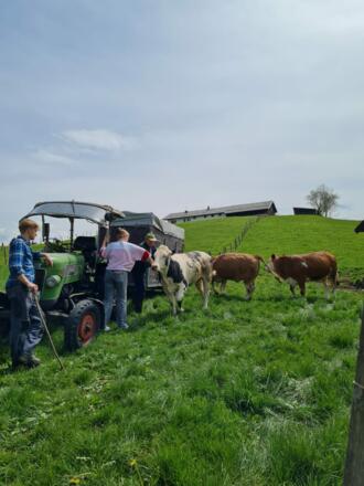 Unsere Ochsen freuen sich auf den ersten Weidegang