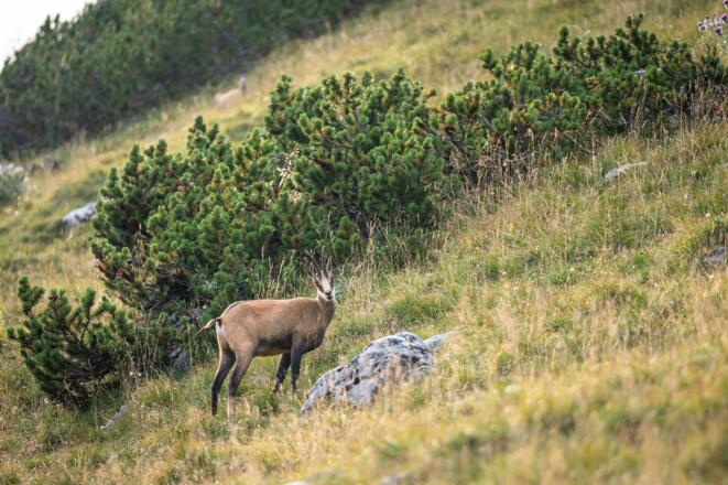 Gams am Hinteren Sonnwendjoch