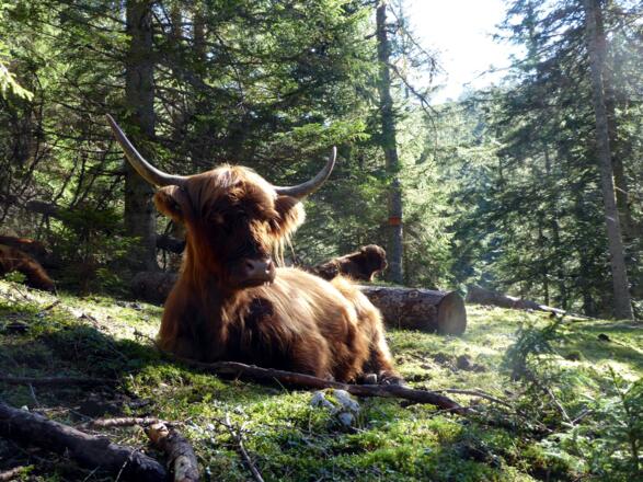 Am Weg zur Weitenhausalm warten interessierte Hochlandrinder.