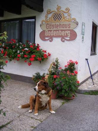 Haus und Hund