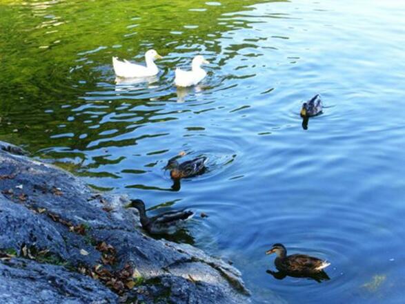 Enten