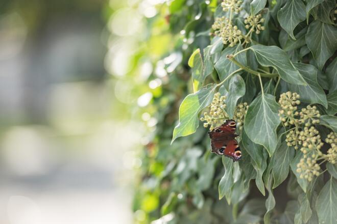 Die Natur genießen auf der Feckinger Runde bei Saal a.d. Donau