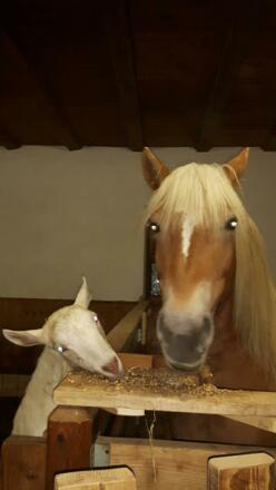 Pferd