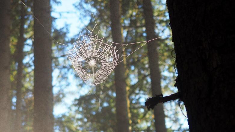 Nach 1325m rechts im Hochwald ansteigen.