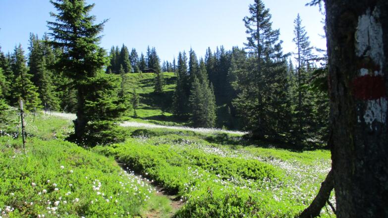 Weg zur Geierkogel Unterstandshütte