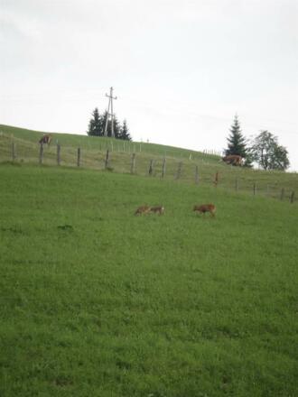 Rehe vorm Haus