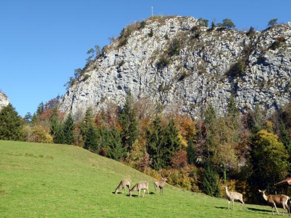 Das Hirschgehege unterhalb des Kleinen Barmsteins ist leider schon wieder Geschichte.