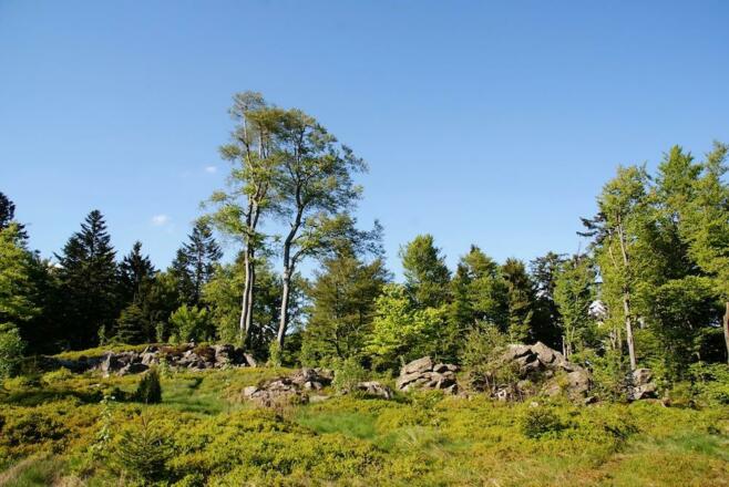 Wacholderbestände am Hochberg