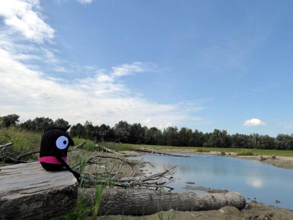 In den neu angelegten Feuchtbiotopen entdeckt Edgar die ersten Bewohner.