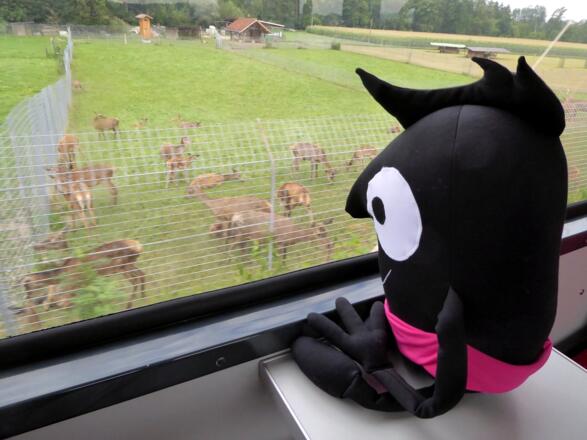 Edgar liebt die Bahnfahrt nach Nussdorf-Weitwörth.